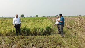 बाढ़ से तबाह फसलों का राजस्व टीम ने लिया जायजा